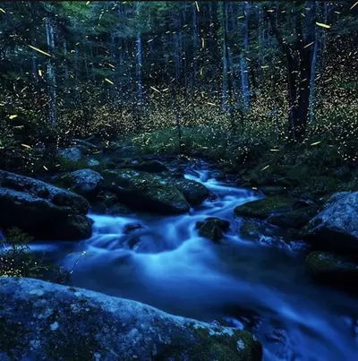 synchronous-fireflies